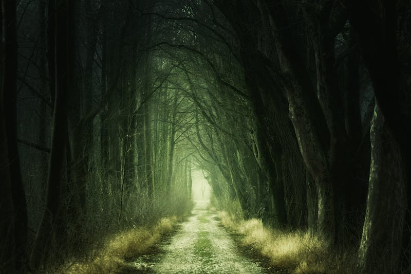 Foggy forest path with light breaking through the trees at the end
